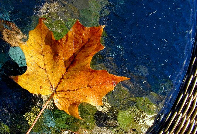 Leaf on Table