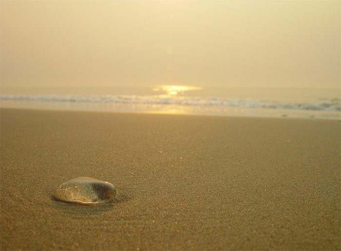 A tear drop of the ocean