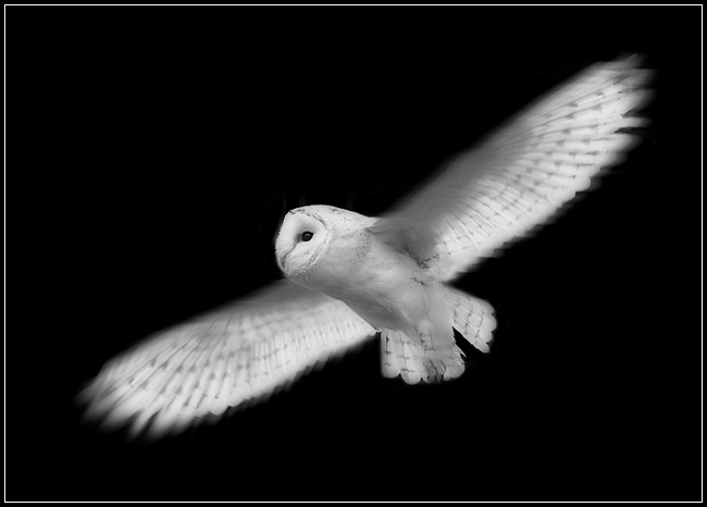 Barn Owl