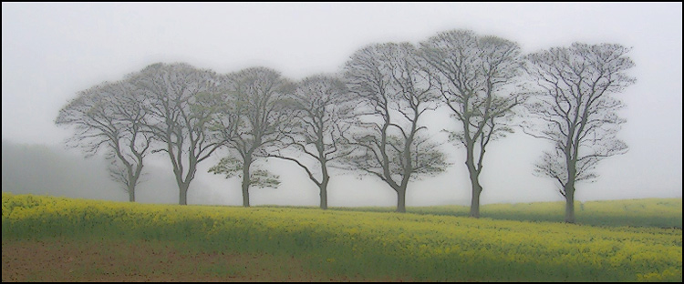 Trees in yellow field