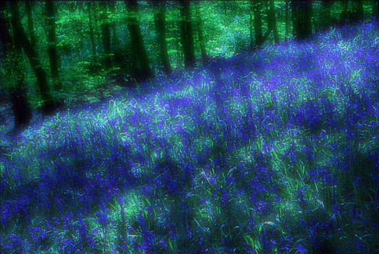 Bluebells light