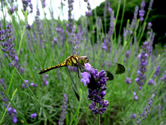 Alone in the flower field