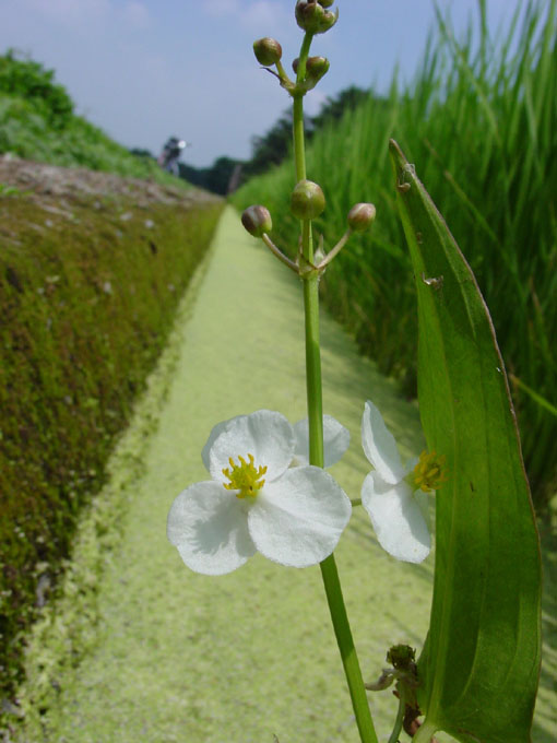 Just a weed in the rice field