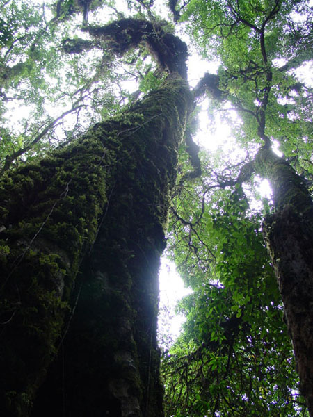 Deep forest in dry season