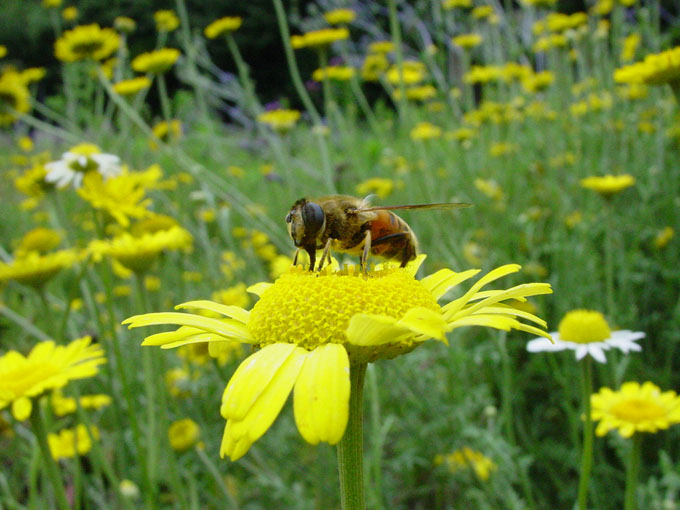 A fly on flower