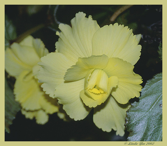 Sunshine Yellow Beauty - Butchart Gardens