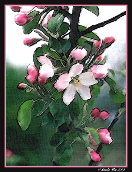 Apple Blossoms