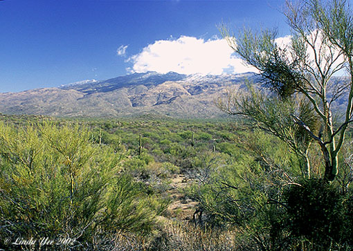 December Desert Landscape