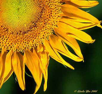 Essence of a Sunflower