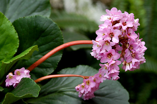 Pink flowers in gray days...