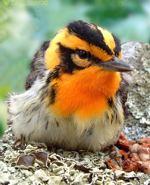 Blackburnian Warbler - Portrait