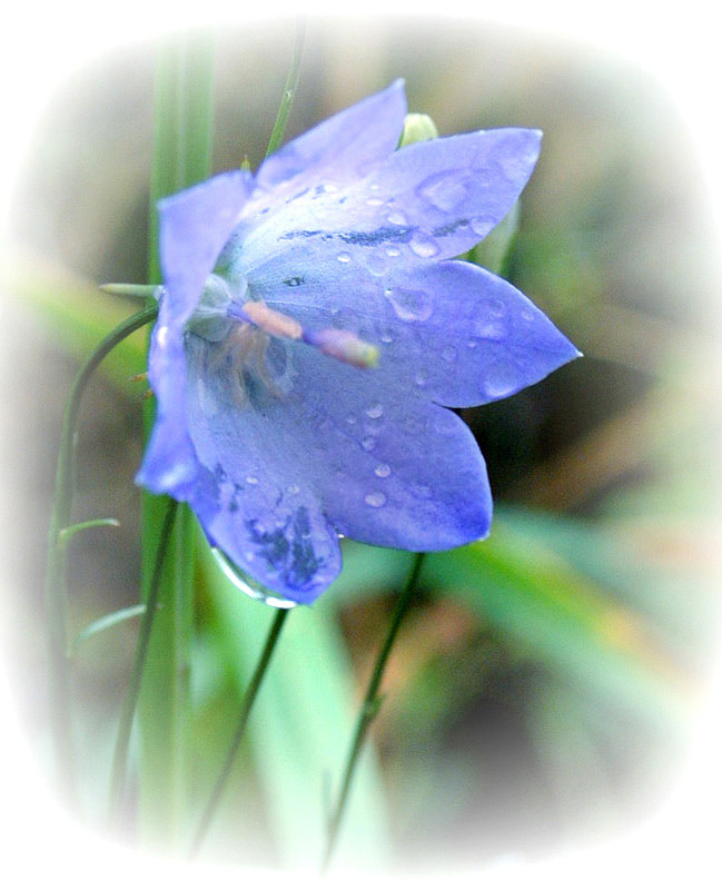 Delicate Harebell