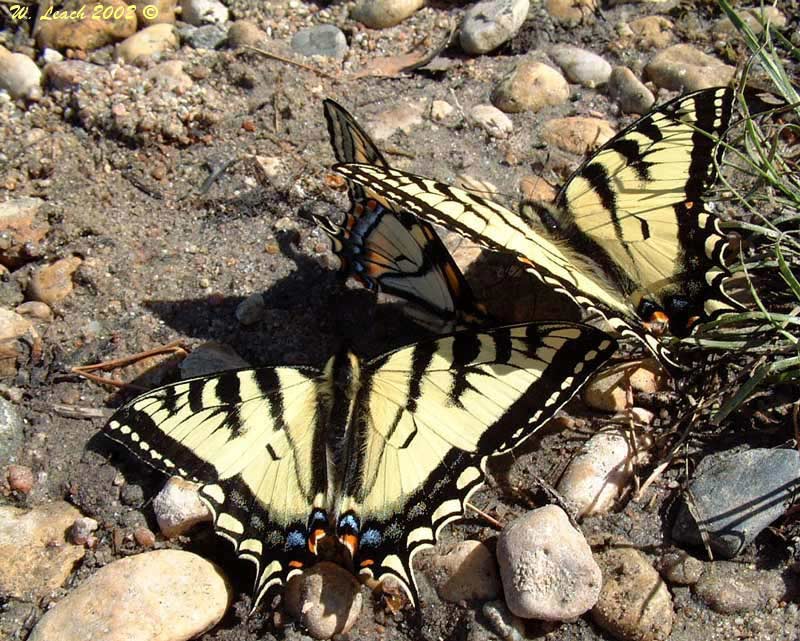 Swallowtails in sun