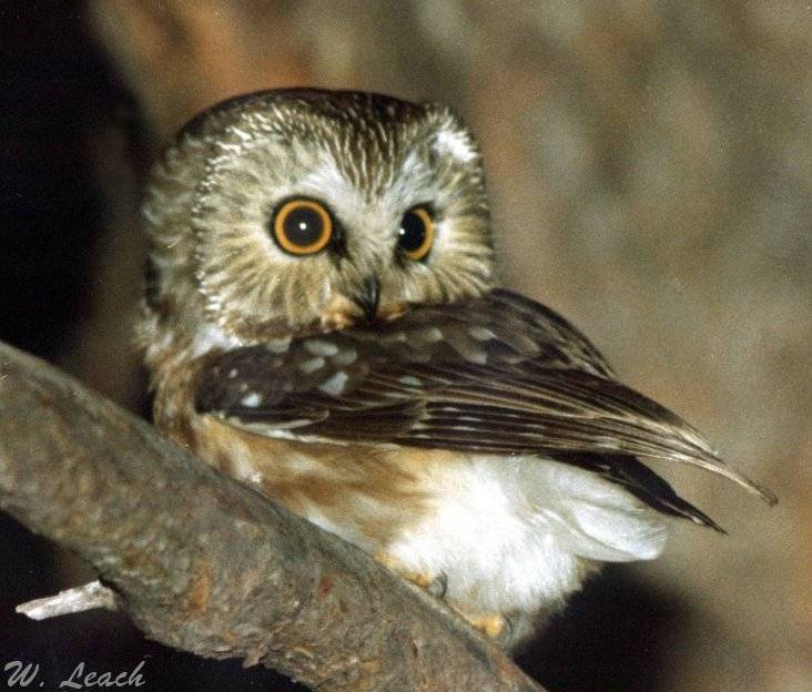 Saw-whet Owl