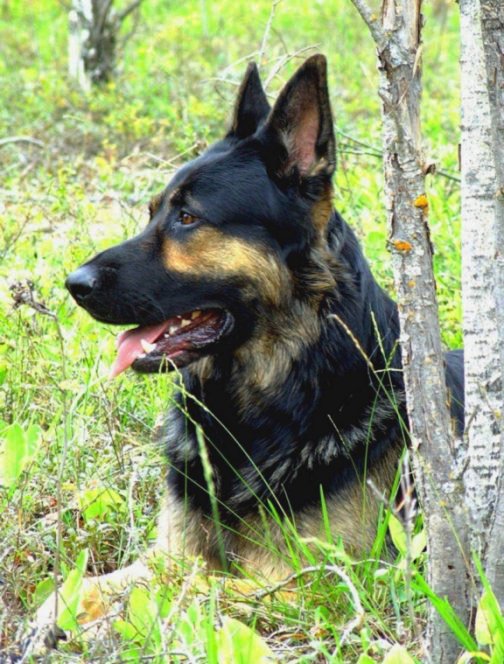 Sabre-portrait of a German Shepherd Dog