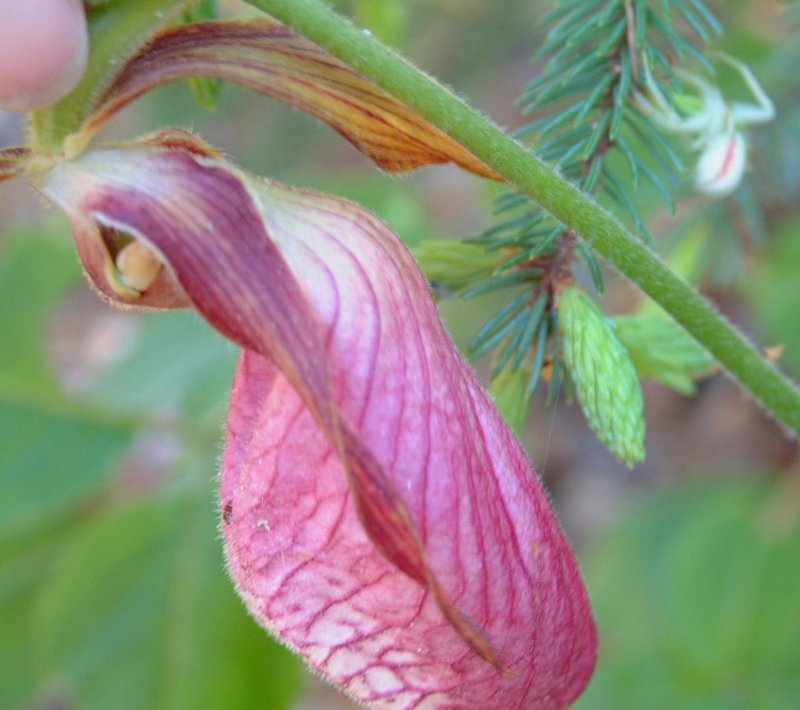 Lady Slipper