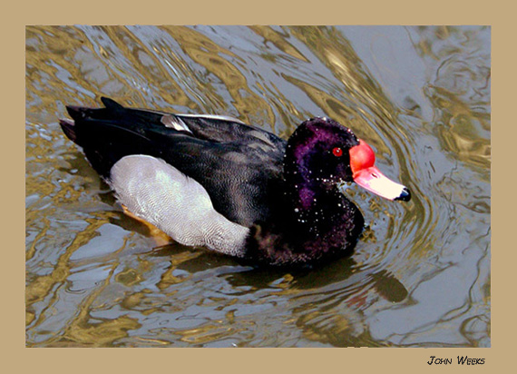 Colourful Duck