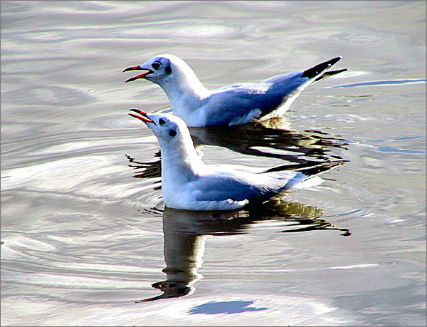 One Good Tern?