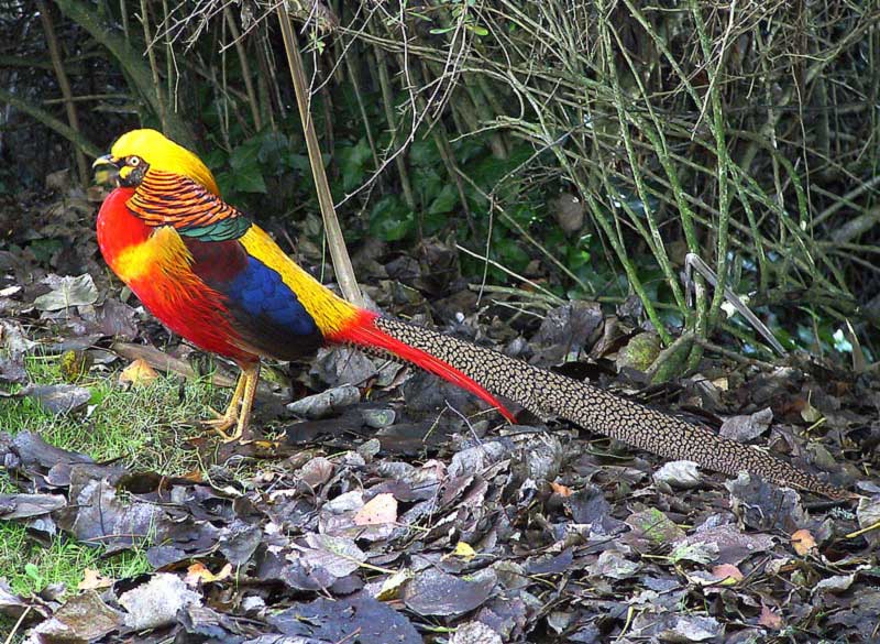 Golden Pheasant?