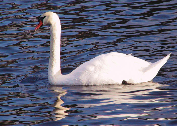 White Swan on Blue Velvet