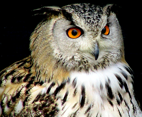 Eagle Owl