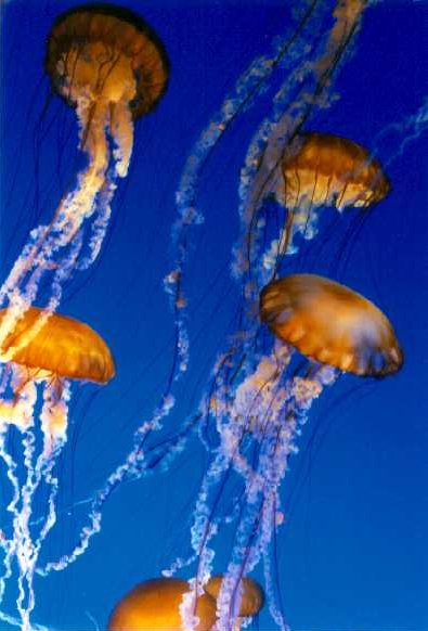 Jellyfish