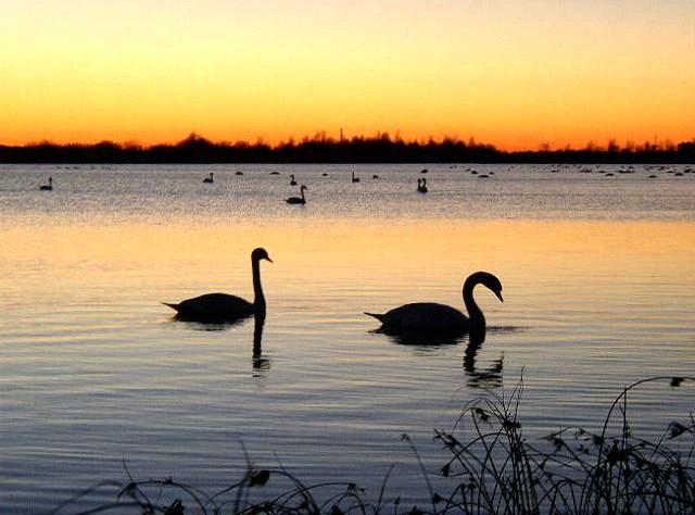 Sundown-Swans