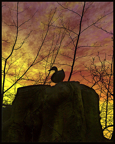 Sunset over the duck