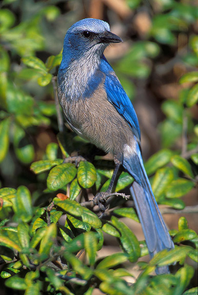 Florida Scrub Jay