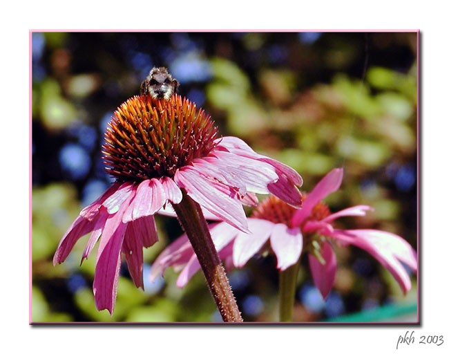 Flower and Bee