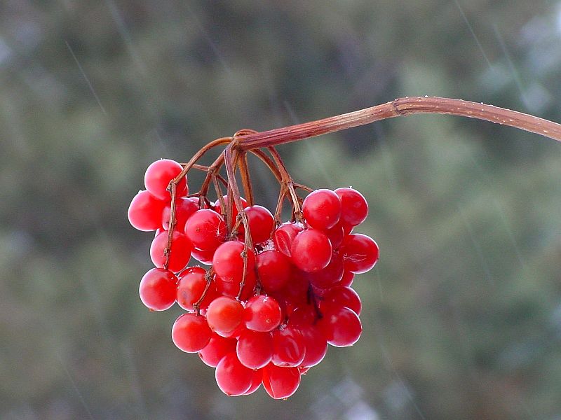 Winter Fruit in the Snow