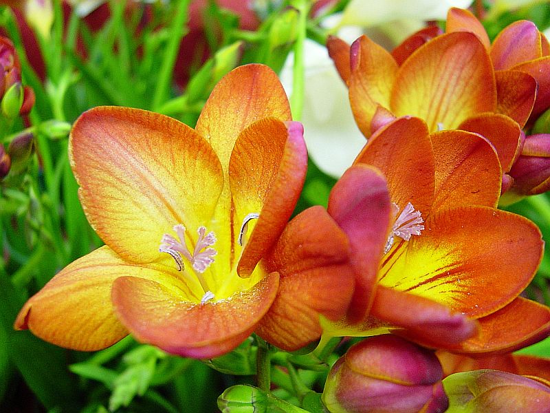 Freesias