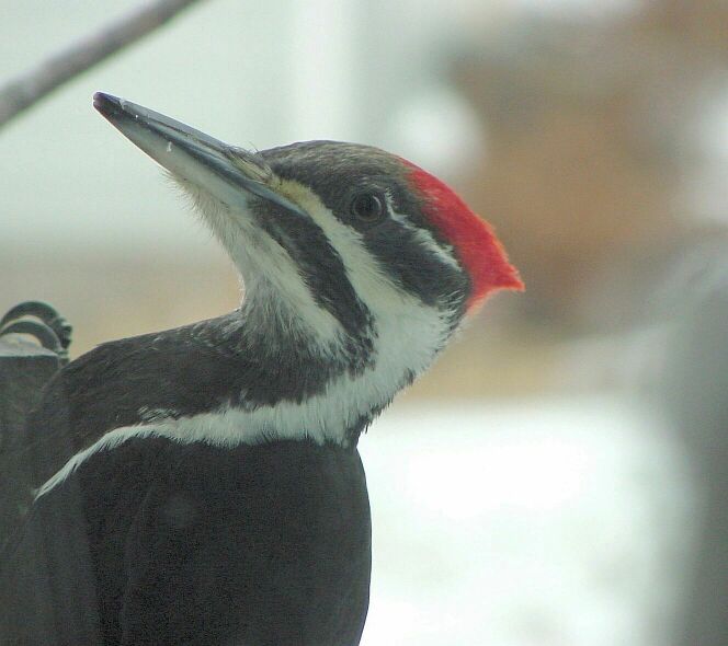 Pileated Profile