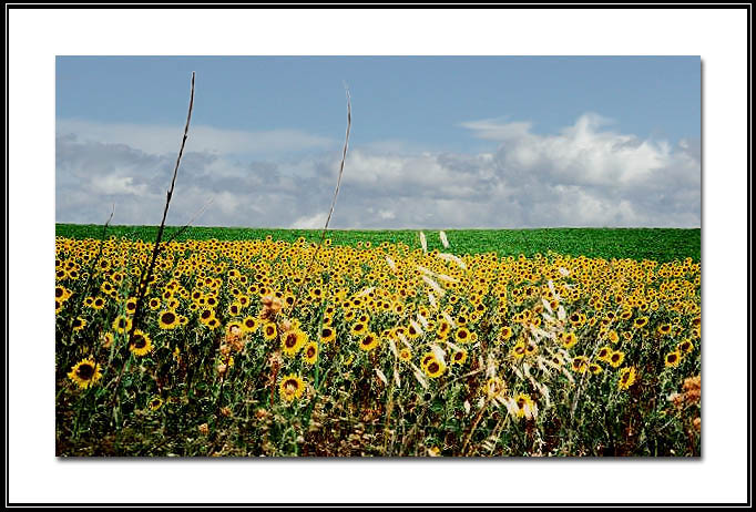 THE FIELD OF SUNFLOWERS