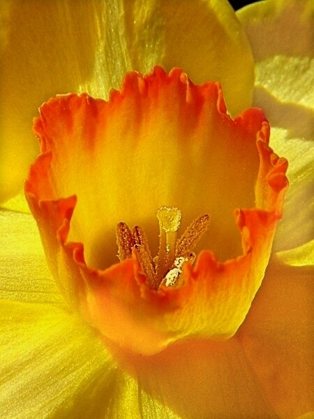 Daffodil