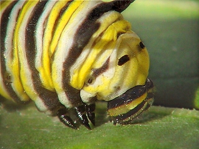 Monarch caterpillar face