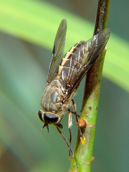 Interesting fly