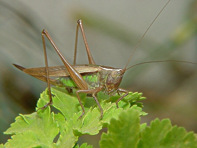 Grasshopper