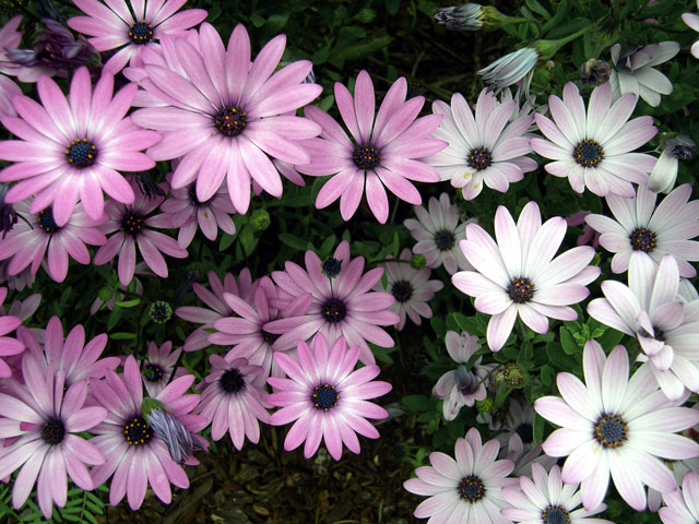 backyard flowers