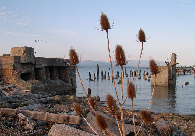 bushy beach