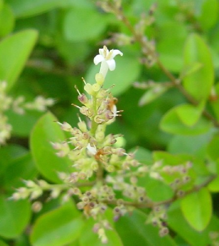 Only a little white flower