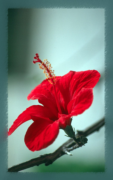 Red flower