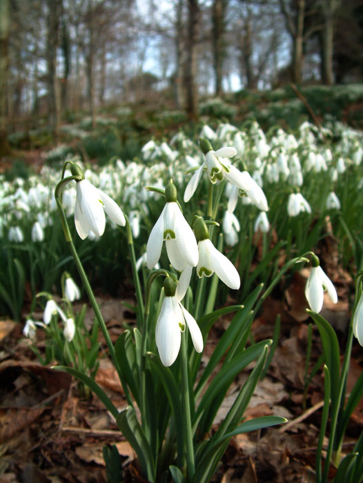 Woodland snowdrops 1