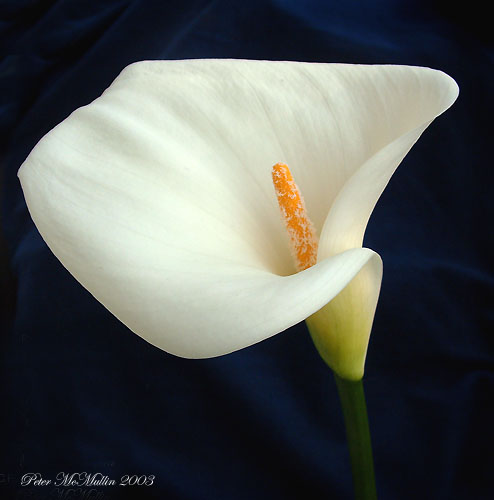 Fantedeschia showing white pollen