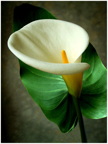 Fantedeschia, Calla white