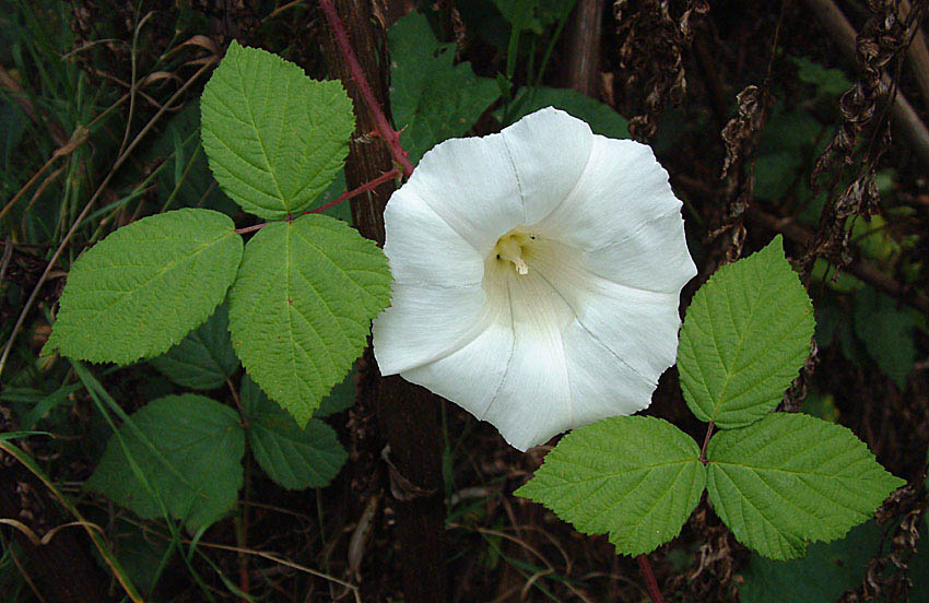 A convolvulus between two thorns