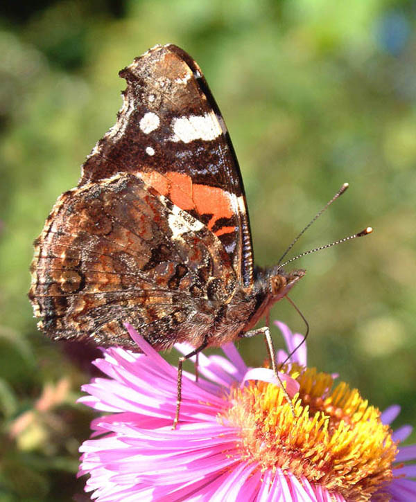 Red Admiral feeding