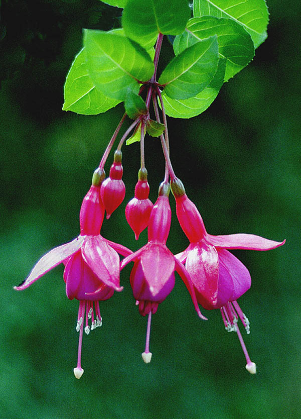 Fuchsia