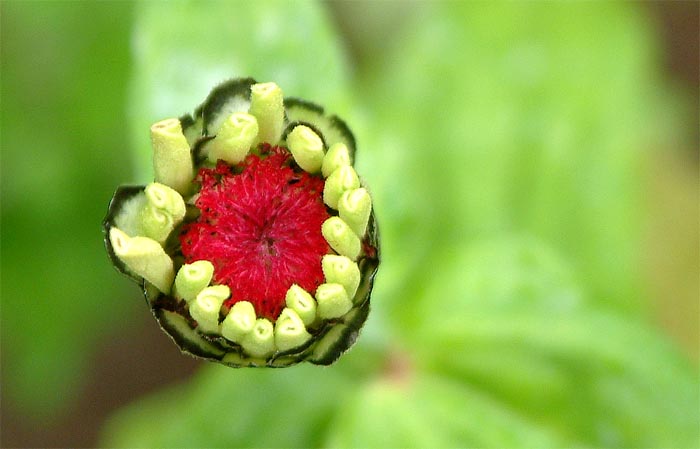 Flower`s births in a rainning day