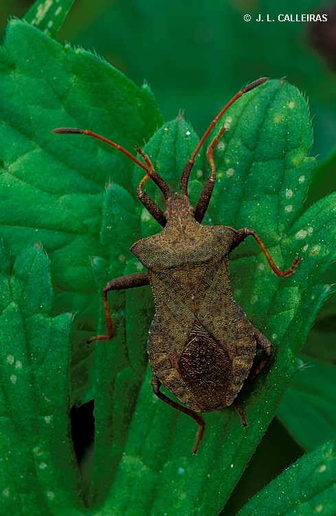 Coreus marginatus